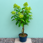 Hortenzia metlinatá (Hydrangea paniculata) ´SKYFALL´ - výška 60-80 cm, kont. C3L - NA KMIENKU